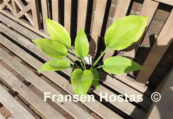 Hosta Lady Peyton